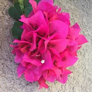 Meet your Posher, Estela